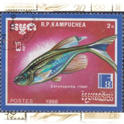 Fische Briefmarken #11527 (800x652)