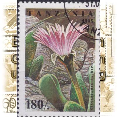 Kakteen Briefmarken aus Tansania 1995 #11631 (600x840)