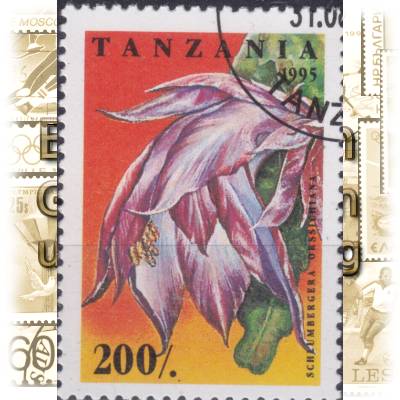 Kakteen Briefmarken aus Tansania 1995 #11633 (600x840)