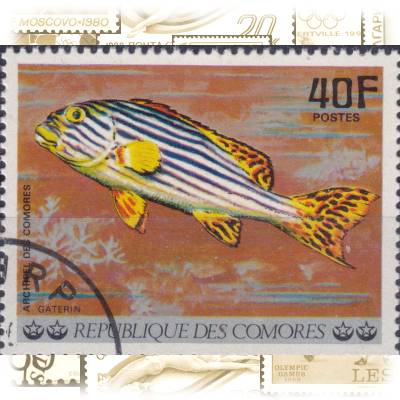 Komoren Fische-Briefmarken von 1977 #11679 (800x620)