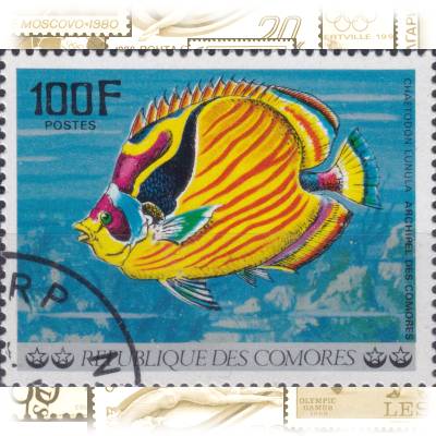 Komoren Fische-Briefmarken von 1977 #11681 (800x620)