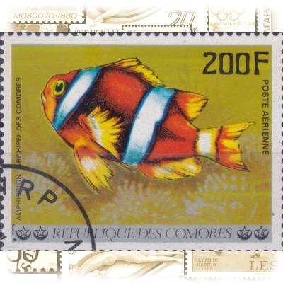 Komoren Fische-Briefmarken von 1977 #11682 (800x619)