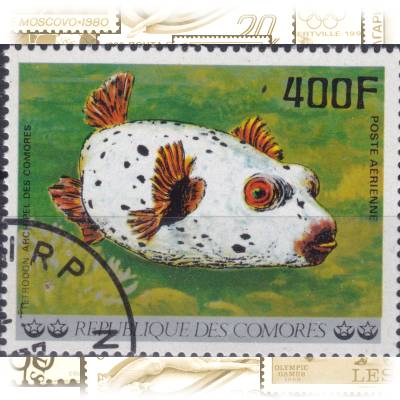 Komoren Fische-Briefmarken von 1977 #11683 (800x626)