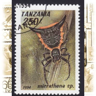 Tansania Spinnen und Vogelspinnen #1281 (800x1060)