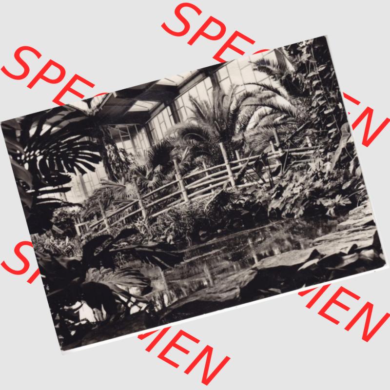 Ansichtskarte DDR Bezirk Berlin, Stadt Berlin: Tierpark Berlin, Ausschnitt aus der Tropenhalle (1) Sammlung