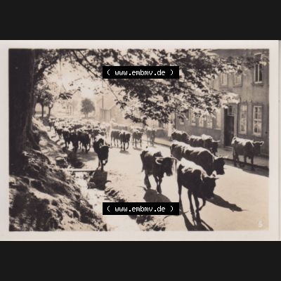 Fotos DDR, Bezirk Magdeburg, Kreis Wernigerode, Stadt Benneckenstein / Harz, Foto-Mappe mit 10 echte Photos 5. Morgenaustrieb. Fotos aus DDR-Zeiten Bezirk Magdeburg... Sammlung