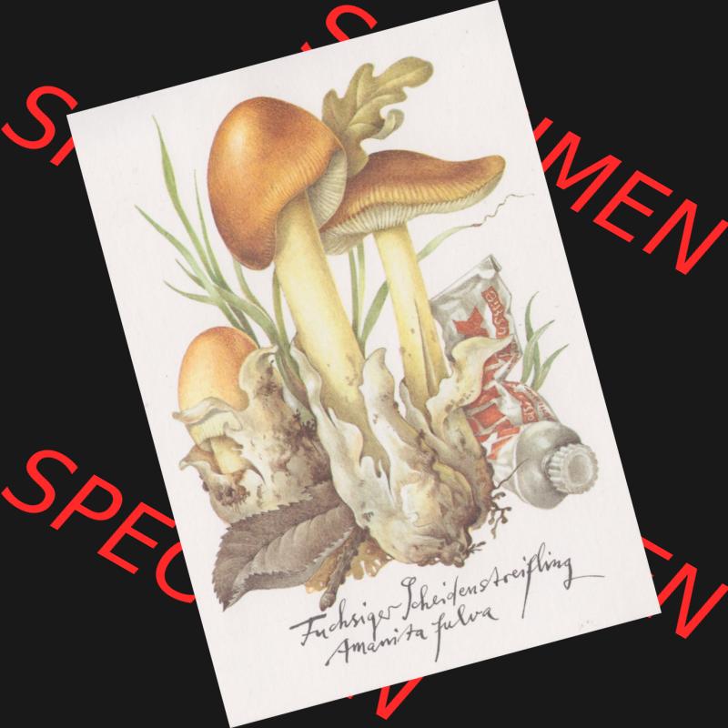 Ansichtskarten DDR Pflanzen, Pilze in der DDR 1986 Fuchsiger Scheidenstreifling - essbar. Alte Ansichtskarte mit Pilzen vom Planet-Verlag Berlin der DDR Sammlung