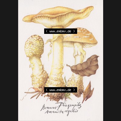 Ansichtskarten DDR Pflanzen, Pilze in der DDR 1986 Brauner Fliegenpilz - giftig. Alte Ansichtskarte mit Pilzen vom Planet-Verlag Berlin der DDR Sammlung