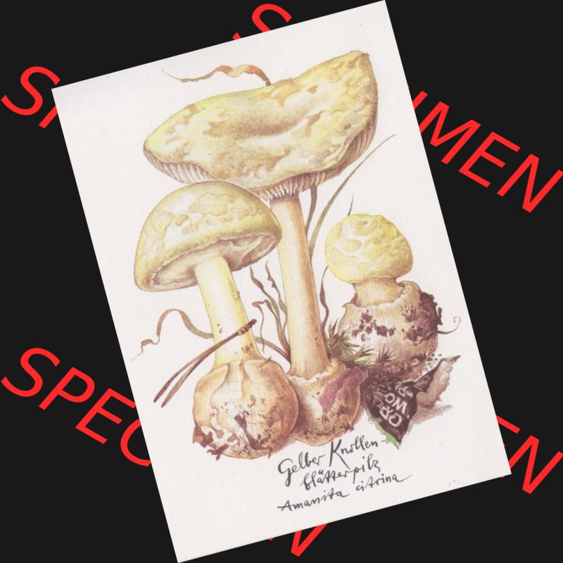 Ansichtskarten DDR Pflanzen, Pilze in der DDR 1986 Gelber Knollenblätterpilz - giftig. Alte Ansichtskarte mit Pilzen vom Planet-Verlag Berlin der DDR Sammlung