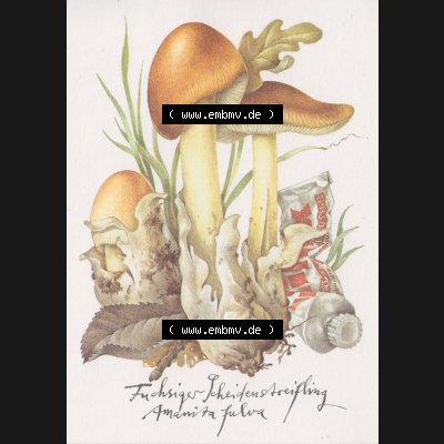 Ansichtskarten DDR Pflanzen, Pilze in der DDR 1986 Fuchsiger Scheidenstreifling - essbar. Alte Ansichtskarte mit Pilzen vom Planet-Verlag Berlin der DDR Sammlung
