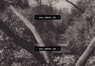 Osterzgebirge 1974, Zinnwald-Georgenfeld, NSG Hochmoor, DDR-Zeiten Bezirk Dresden Osterzgebirge Sammlung