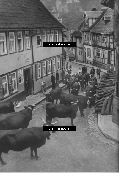 Heldge-Verlag Köthen/Anhalt, 1960er, 1968, Ochsentrieb im Luftkurort Stolberg im Harz, zum herunterladen freigegeben Sammlung