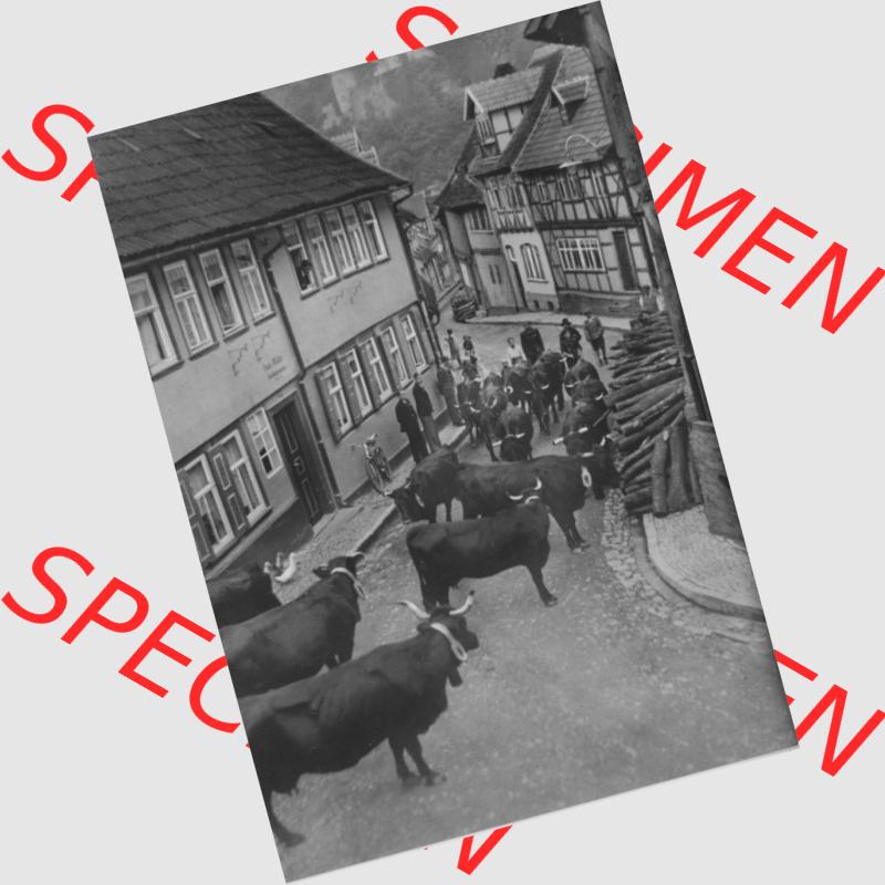 Ansichtskarte Heldge-Verlag Köthen/Anhalt DDR gemischte s/w, schwarzweiß, graustufen Sammlung der Jahre 1960er, 1968, Ochsentrieb im Luftkurort Stolberg im Harz.... Sammlung