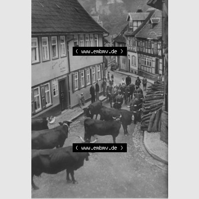 Ansichtskarte Heldge-Verlag Köthen/Anhalt DDR gemischte s/w, schwarzweiß, graustufen Sammlung der Jahre 1960er, 1968, Ochsentrieb im Luftkurort Stolberg im Harz.... Sammlung