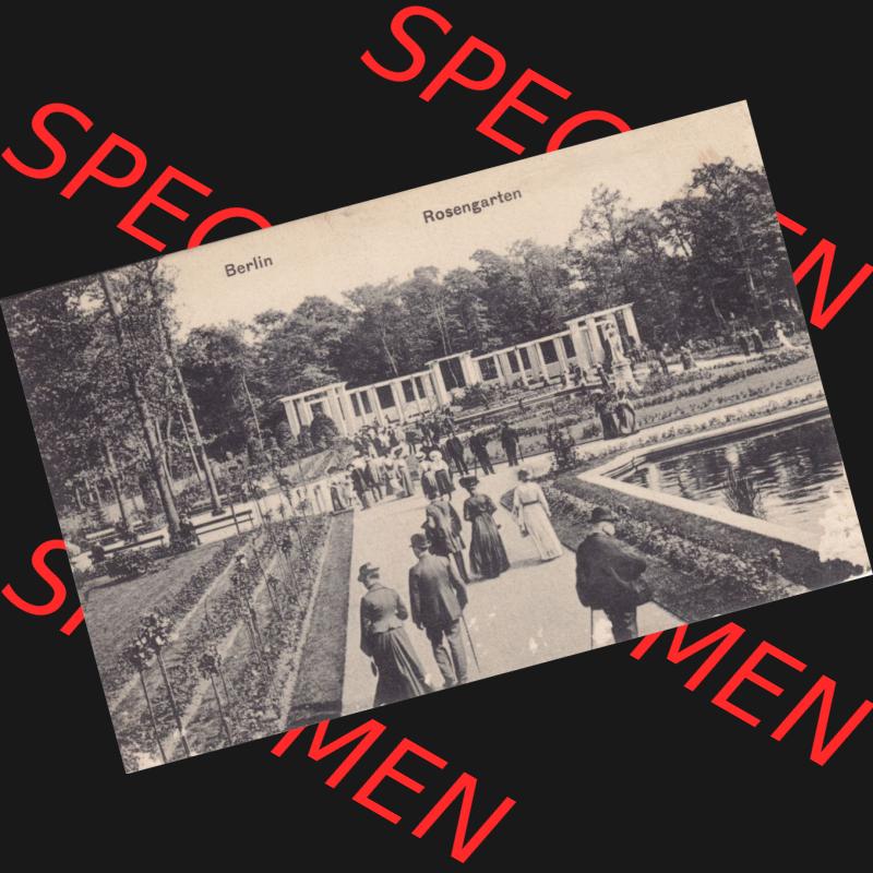 Ansichtskarten aus dem Deutschen Reich, Berlin-Tiergarten 1900-1930, 1917, Rosengarten in Berlin, gelaufen 1917 (1) Sammlung