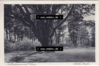Ansichtskarten aus dem Deutschen Reich, Pommern, Insel Rügen A 1916, Hertha Buche Echte Kupfertiefdruck-Karte Stubbenkammer (1) Sammlung