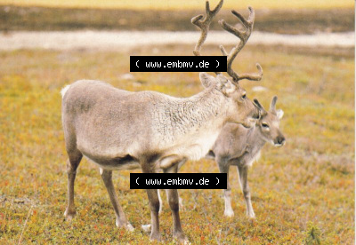 Ansichtskarte Finnland, Stadt Helsinki: Tiere, Hirsch und Reh (1) Sammlung