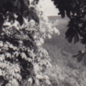 Urheber Mittelbild