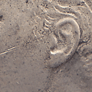 Ausschnitt zur Qualitätsprüfung vom Digitalen Bild Qualität