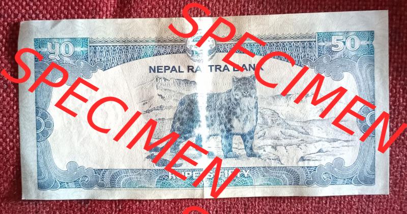 Banknoten Asien Nepal (0005) Die Rückseite zeit ein Raubtier in der Wildnis.50 Rupien sind gerade mal 0,35 Euro Wert. Der 1000 Rupienschein, der auch der größte... Sammlung