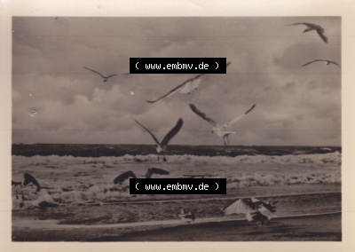 Alte Fotos von der Insel Poel in Mecklenburg-Vorpommern, 1955 Gruß vom Ostseebad. Alter und echter original Foto-Abzug aus einer... Sammlung