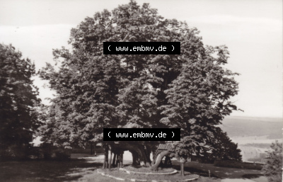 Alte Fotos von Augustusburg im Erzgebirge in Sachsen zu DDR-Zeiten, Alte Linde. Alter und echter original Foto-Abzug aus einer... Sammlung