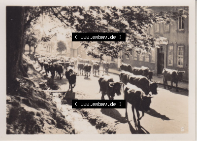 Alte Fotos von Stadt Benneckenstein in Kreis Harz zu DDR-Zeiten, 5. Morgenaustrieb. Alter und echter original Foto-Abzug aus einer... Sammlung