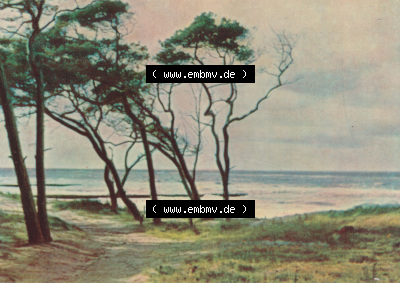 Alte Fotos von Ostseebad Ahrenshoop Lithografien in Mecklenburg-Vorpommern 9. Vordarß. Alter und echter original Foto-Abzug aus... Sammlung