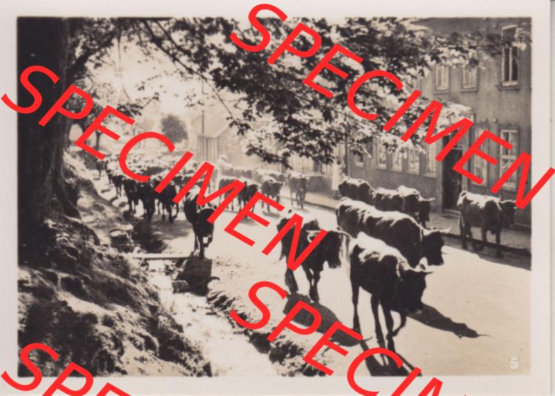 Alte Fotos von Stadt Benneckenstein in Kreis Harz zu DDR-Zeiten, 5. Morgenaustrieb. Alter und echter original Foto-Abzug aus einer Fotomappe, welche zu DDR-Zeiten an Urlauber... Sammlung