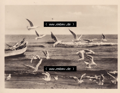 Altes Foto von Ostseebad Lubmin in Mecklenburg-Vorpommern 1961, 6. An der Ostsee - Möwen. Alter und echter original Foto-Abzug... Sammlung